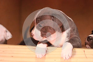 multiple multi-colored cute young small purebred Australian Staffordshire terrior pups resting and playing with eachother on a