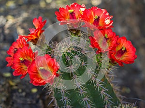 Multiple Orange Arizona Cactus Flowers of the Desert