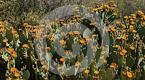 Multiple Orange Cactus Flowers of the Arizona Desert