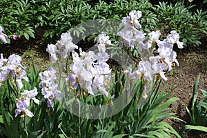 Multiple pale violet flowers of irises