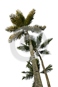 Multiple Palm Trees Isolated