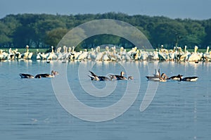 Multiple pelicans and other birds eating fish - early morning wa