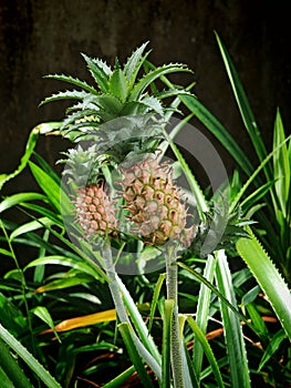 Multiple Pineapples Growing on Tropical Plant