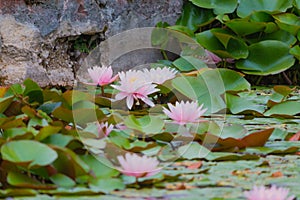 Multiple pink lilies in water.