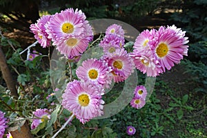 Multiple pink and white flowers of semi-double Chrysanthemums in October