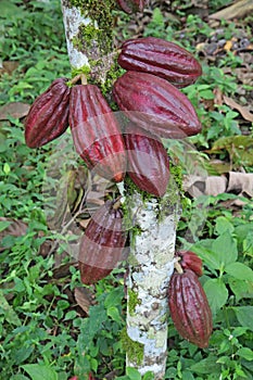 Multiple pods of Arriba cacao photo