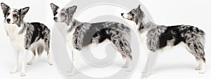 Multiple poses standing in a side view of a dog in a panoramic frame. Purebred Border Collie dog in shades of white and