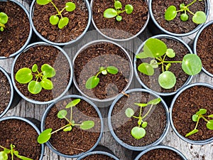 Multiple propagated pancake plant cuttings in black plastic pots photo