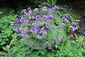 Multiple purple flowers of Aquilegia vulgaris