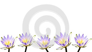 Multiple purple lotus flowers or water lilies covered by water droplets