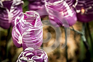 Multiple purple and white flowers made out of plastic bottles