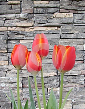 Multiple red orange spring tulip flower with stone background