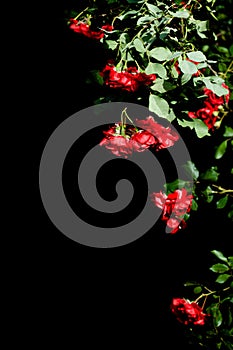 Multiple red roses on black background