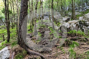 Multiple roots covering rocky in a forest on a tourist hiking route to Lifjel, Sandnes