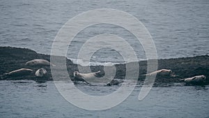 Multiple seals resting on a rock, iceland