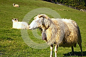 Několik ovcí se pase na zelené louce u Cutkovské doliny na Slovensku