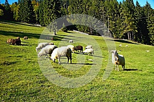 Viaceré ovce sa pasú na zelenej lúke pri Cutkovskej doline na Slovensku