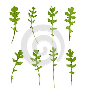 Multiple signle eruca sativa rucola arugula fresh