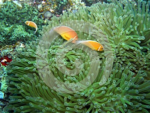 Multiple Skunk Clown Fish in anemones Fiji