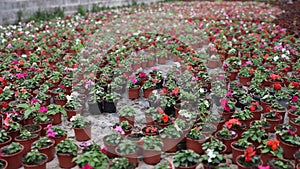 Multiple small brown flower pots of waller's balsamine with green leaves disposed on the ground