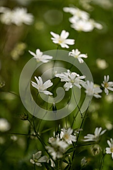 Small white flowers displayed to emphasize their diminutive size photo