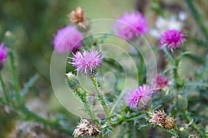 Multiple spiny plumeless thistle in bloom closeup view with blurred plants on background
