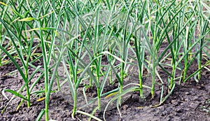 Multiple stalks of garlic growing in soil on farm