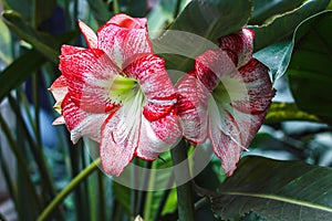 Multiple stripy pink white hippeastrum amaryllis flowers with red stripes on petals in nature garden background Star Lily Amaryl