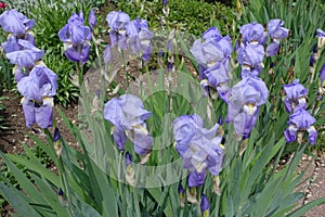 Multiple violet flowers of irises in the garden in May