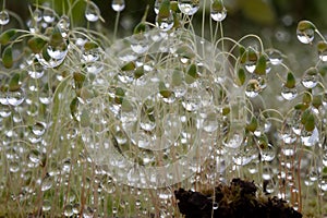 Multiple water drops