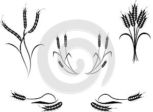 Multiple Wheat Illustrations