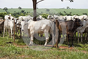 Multiple White and black cows starring with attention to the camera photo