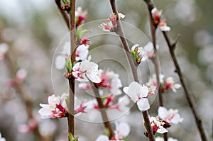 Multiple white cherry flowers closeup