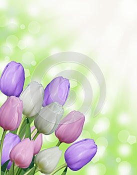 Multiple white pink and purple easter spring tulips with abstract green bokeh background and sun rays