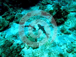 Multiple White Tip Reef Sharks Fiji photo