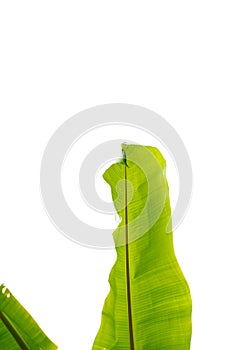 Multiple whole bananas leave isolated on white background, fresh green banana leaf studio shot with clipping path copy space,