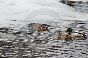 Multiple wild Mallard Ducks Anas platyrhynchos swimming in a frozen river