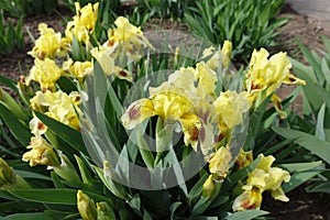 Multiple yellow and brown flowers of bearded irises