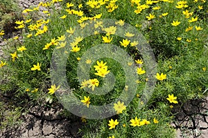 Multiple yellow flowers of Coreopsis verticillata in June