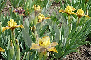 Multiple yellow flowers of dwarf bearded irises