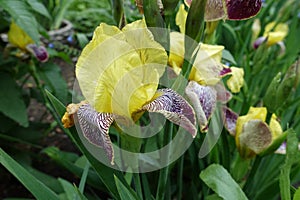 Multiple yellow, purple, white flowers of Iris germanica