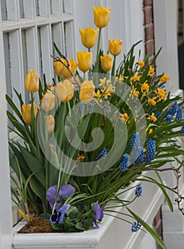 Multiple yellow tulips In white windowbox photo