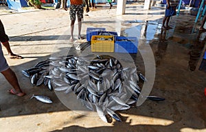 Multiples of fish at streetside markets in Galle, Sri Lanka 2019