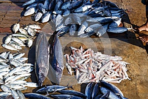 Multiples of fish at streetside markets in Galle, Sri Lanka 2019 photo