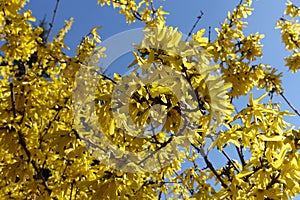 Multiplicity of yellow flowers of forsythia against blue sky photo