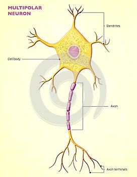 A multipolar neuron is a type of neuron that possesses a single axon and many dendrites photo
