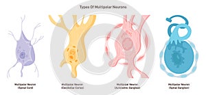 Multipolar neurons types. Nerve cell, main part of the human nervous photo
