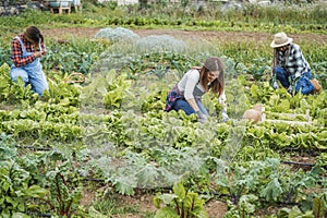 Multiracial people working at green house while picking up lettuce plant - Focus on center woman face