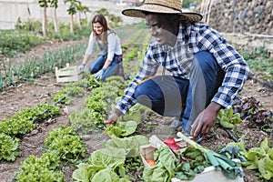 Multiracial people working while picking up lettuce plant - Main focus on african man face