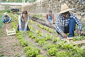 Multiracial people working while picking up lettuce plant - Soft focus on african man hands